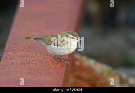 Grauwe Fitis, Greenish Warbler, Phylloscopus trochiloides Stock Photo