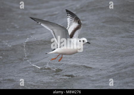 Dwergmeeuw, Little Gull, Hydrocoloeus minutus Stock Photo