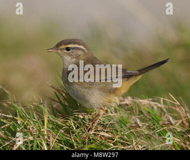 Bird image by Hugh Harrop Stock Photo