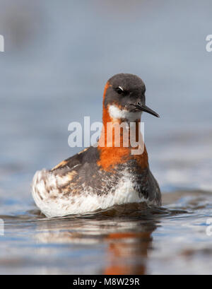 Grauwe Franjepoot; Red-necked Phalarope; Phalaropus lobatus Grauwe Franjepoot; Red-necked Phalarope; Phalaropus lobatus