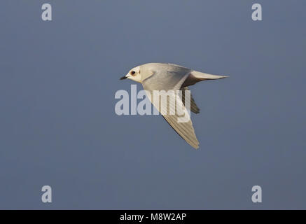 Ross' Meeuw, Ross's Gull, Rhodostethia rosea Stock Photo