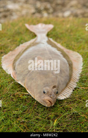 A flounder, Platichthys flesus, caught from Morecambe Bay on light tackle baited with lugworms, Lancashire, England UK Stock Photo