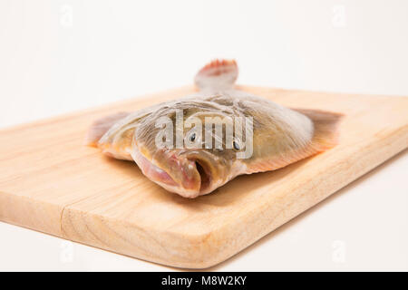 A flounder, Platichthys flesus, caught from Morecambe Bay on light tackle ready for preparation for cooking, Lancashire, England UK Stock Photo