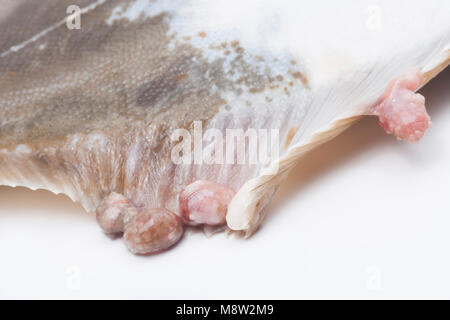 A flounder, Platichthys flesus, caught from Morecambe Bay, Lancashire, England UK showing dermal ulcers on the fins Stock Photo