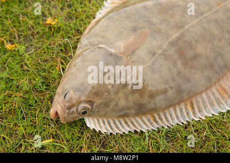 A flounder, Platichthys flesus, caught from Morecambe Bay on light tackle baited with lugworms, Lancashire, England UK Stock Photo