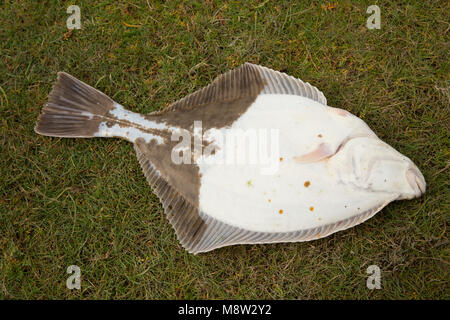 A flounder, Platichthys flesus, caught from Morecambe Bay, Lancashire, England UK displaying mixed pigmentation on the underside Stock Photo
