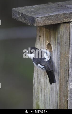 European Pied Flycatcher adult male at breeding box; Bonte Vliegenvanger volwassen man bij nestkast Stock Photo