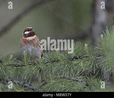 Pine Bunting adult male perched; Witkopgors volwassen man zittend Stock Photo
