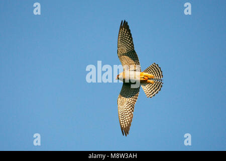 Roodpootvalk, Red-Footed Falcon, Falco vespertinus Stock Photo