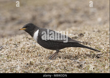 Ring Ouzel male standing on the ground; Beflijster man staand op de grond Stock Photo