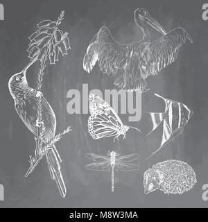 Set of animals on chalkboard background. Colibri, pelican, butterfly, fish, hedgehog, dragonfly sketches. Vector illustration isolated on blackboard imitation. Collection for school and printing. Stock Vector