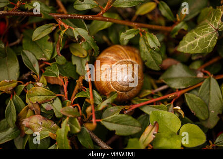 The snail shell lies in the grass in the garden. Stock Photo