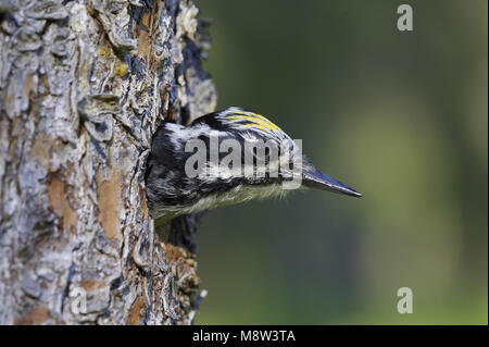 Three-toed Woodpecker male looking out of nest hole, Drieteenspecht mannetje uit nestholte kijkend Stock Photo