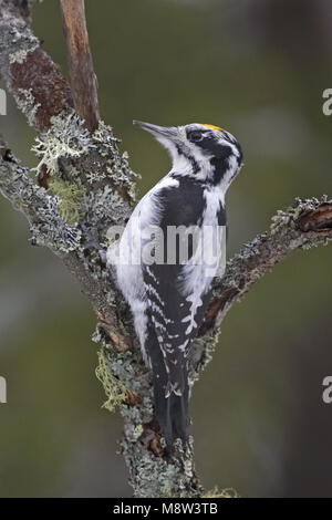 Drieteenspecht, Three-toed Woodpecker, Picoides tridactylus Stock Photo