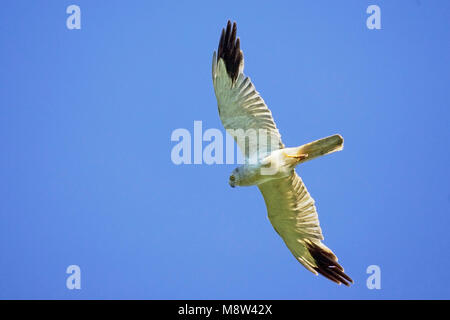 Vliegend mannetje Steppenkiekendief; Flying male Pallid harrier Stock Photo