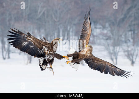 Steenarenden vechtend in de sneeuw, Golden Eagles fighting in the snow