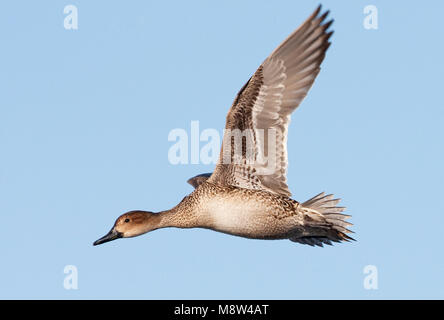 Vrouwtje Pijlstaart in vlucht, Northern Pintail adult female in flight Stock Photo