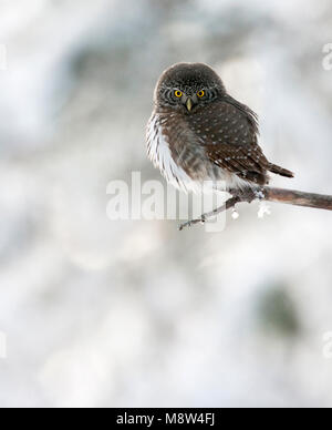 Dwerguil in de sneeuw, Eurasian Pygmy Owl in the snow Stock Photo - Alamy