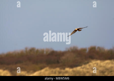 Bruine Kiekendief; Marsh Harrier; Circus aeruginosus Stock Photo