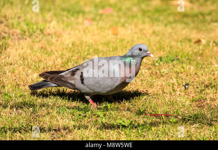 The stock dove is a species of bird in the family Columbidae, the doves and pigeons. Stock Photo
