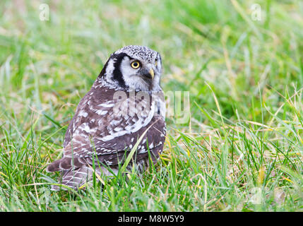 Sperweruil, Northern Hawk Owl, Surnia ulula Stock Photo