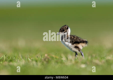 Kievit jong; Northern Lapwing young Stock Photo