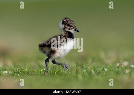 Kievit jong; Northern Lapwing young Stock Photo