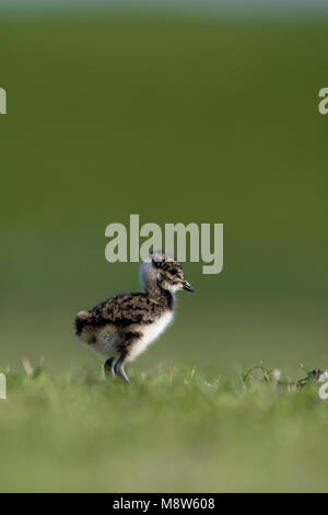 Kievit jong; Northern Lapwing young Stock Photo