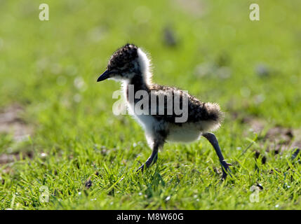 Kievit jong; Northern Lapwing young Stock Photo