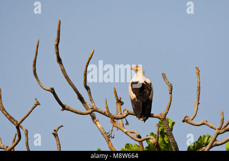 Palmgier, Palmnut Vulture Stock Photo