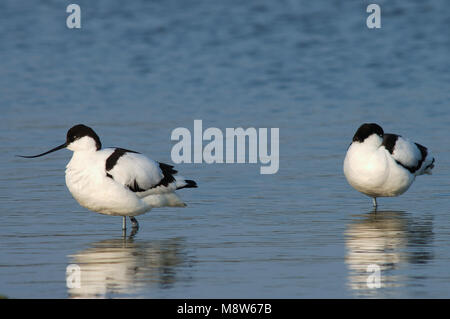 Pied Avocet pair resting standing in the water; Kluut paar rustend staand in het water Stock Photo