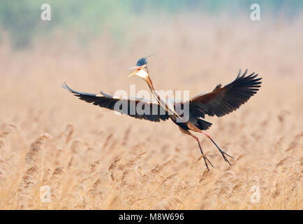 Purperreiger vliegend boven broedplaats; Purple Heron flying above nesting site Stock Photo