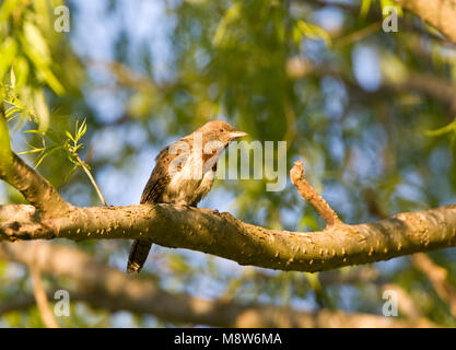 Afrikaanse Draaihals, Red-throated Wryneck, Jynx ruficollis Stock Photo