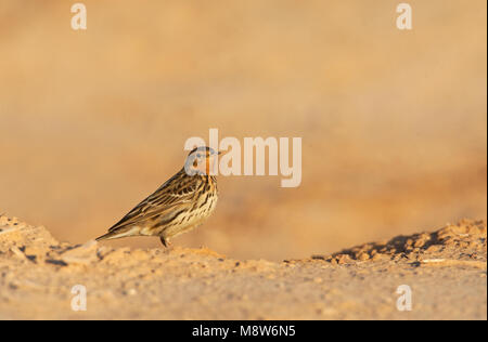 Roodkeelpieper, Red-Throated Pipit, Anthus cervinus Stock Photo