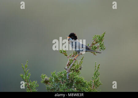 Cyprusgrasmus, Cyprus Warbler, Sylvia melanothorax Stock Photo