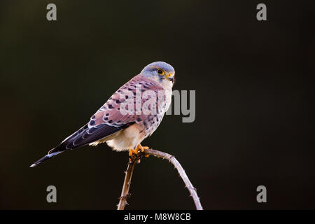 Torenvalk mannetje zittend op taki; Common Kestrel male perched on a branch Stock Photo