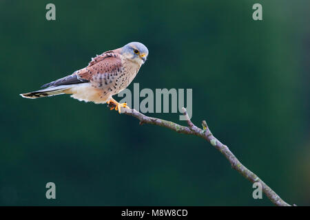 Torenvalk mannetje zittend op tak; Common Kestrel male perched on a branch Stock Photo