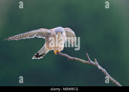 Torenvalk mannetje zittend op tak; Common Kestrel male perched on a branch Stock Photo