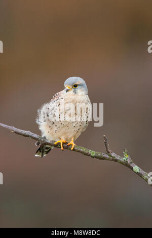 Torenvalk mannetje zittend op tak; Common Kestrel male perched on a branch Stock Photo