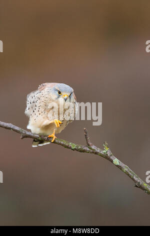 Torenvalk mannetje zittend op tak; Common Kestrel male perched on a branch Stock Photo