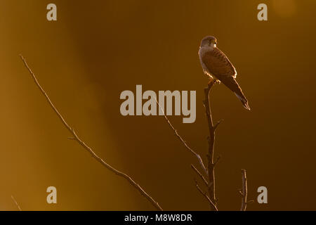 Torenvalk mannetje zittend op tak; Common Kestrel male perched on a branch Stock Photo