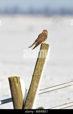 Torenvalk zittend op besneeuwde paal; Common Kestrel perched on snow-covered pole Stock Photo