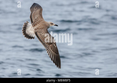 Onvolwassen Kleine Mantelmeeuw vliegend; Lesser Black-backed Gull juvenile flying Stock Photo