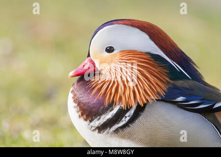 Male Manderin Duck Stock Photo