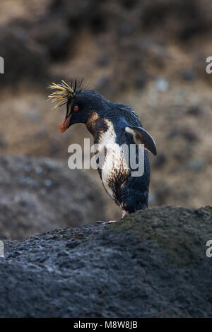 Noordelijke Rotsspringer met olie, Northern Rockhopper Penguin with oil Stock Photo