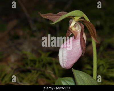 Pink lady's slipper orchid from the Blue Ridge Mountains of north Georgia, USA Stock Photo