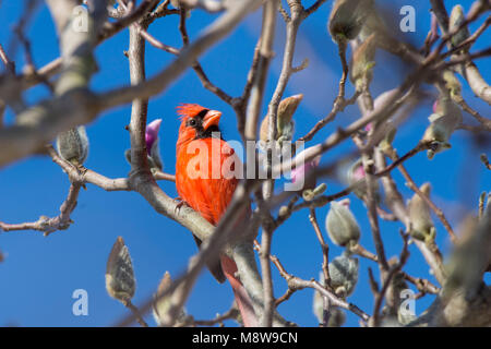 A bright red male cardinal bird sits in the branches of a budding marigold tree in St Marys County, Maryland. Stock Photo