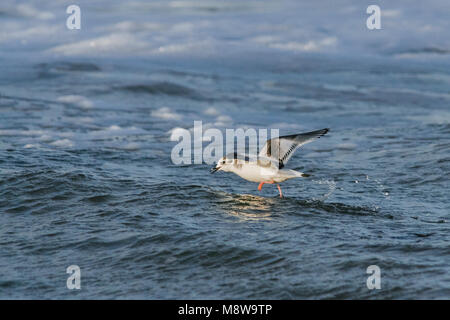 Dwergmeeuw, Little Gull, Hydrocoloeus minutus, Germany, 1st W Stock Photo