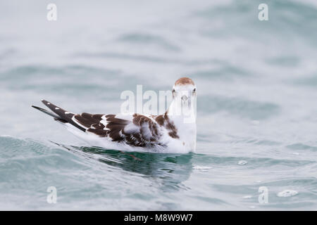 Dwergmeeuw, Little Gull, Hydrocoloeus minutus, Germany, juvenile Stock Photo