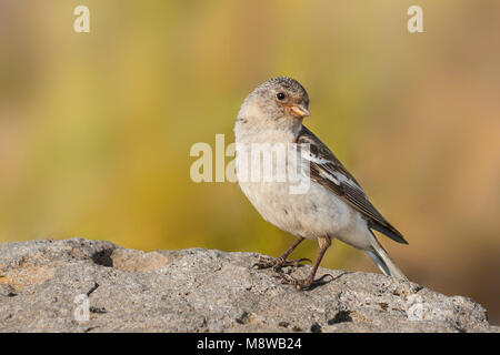 Snow Bunting - Schneeammer - Plectrophenax nivalis ssp. insulae, Iceland, adult female Stock Photo